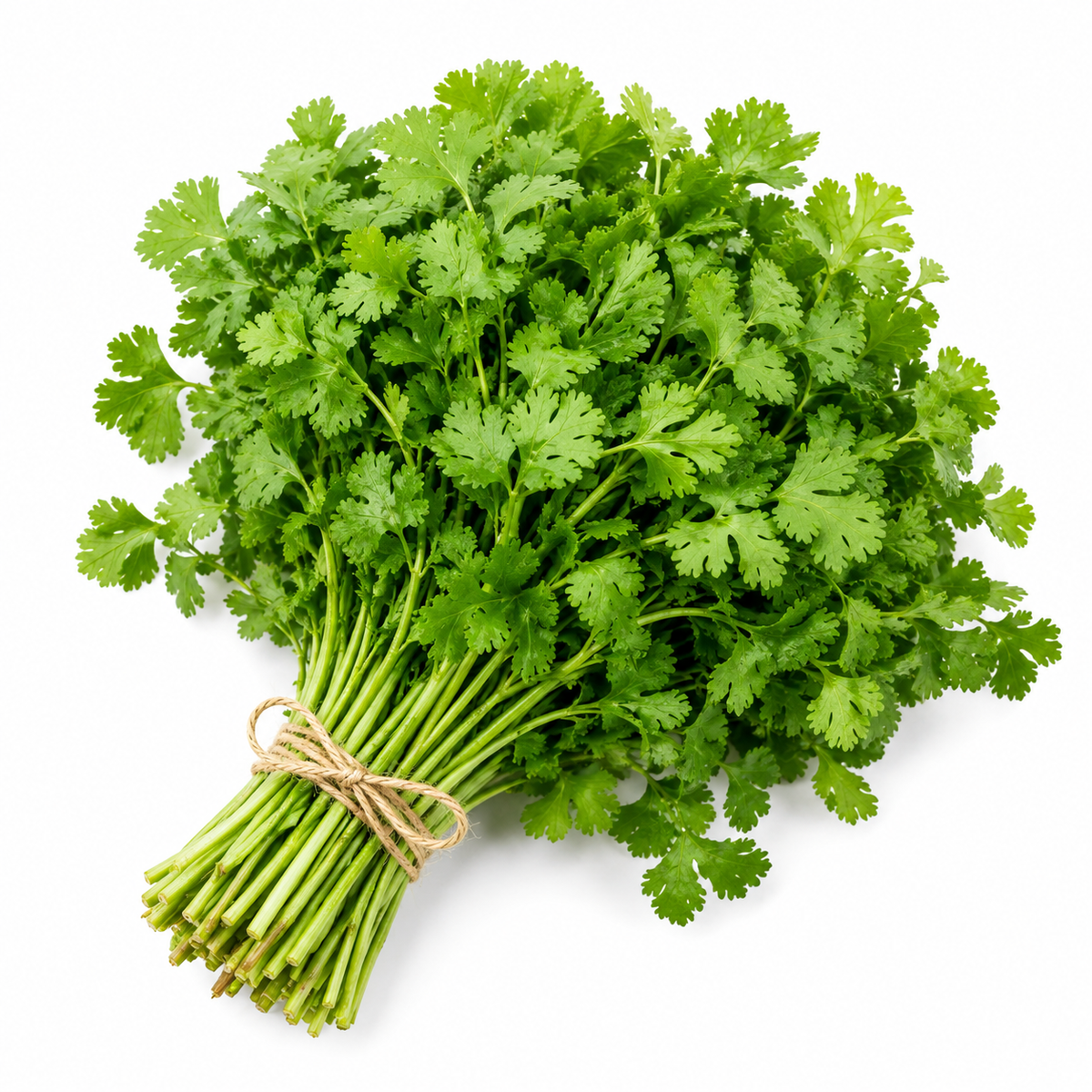 Fresh Cilantro – Sold in Bunches
