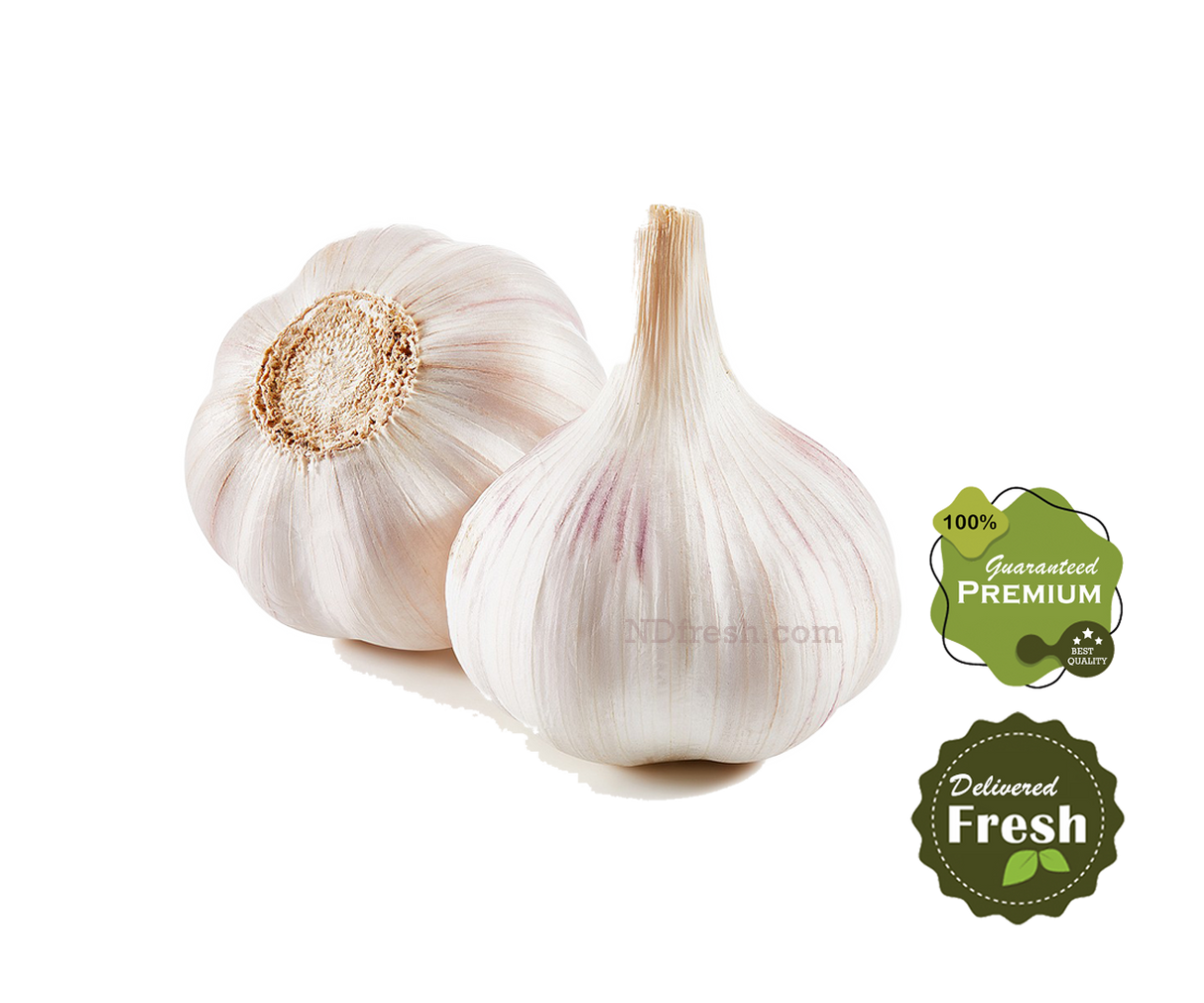 Garlic