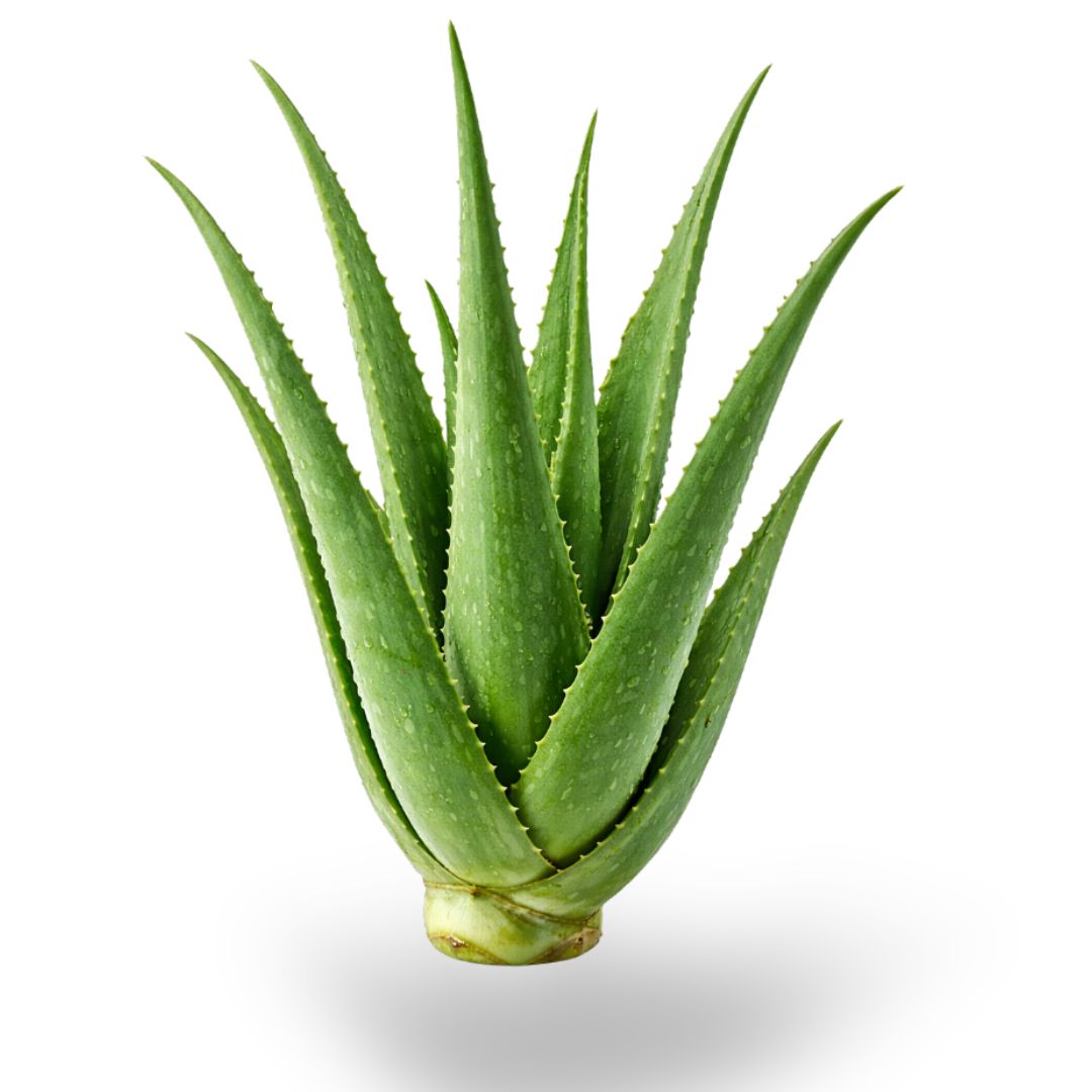 Fresh Aloe Vera Leaves – Natural & Farm Fresh