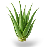 Fresh Aloe Vera Leaves – Natural & Farm Fresh