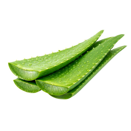 Fresh Aloe Vera Leaves – Natural & Farm Fresh