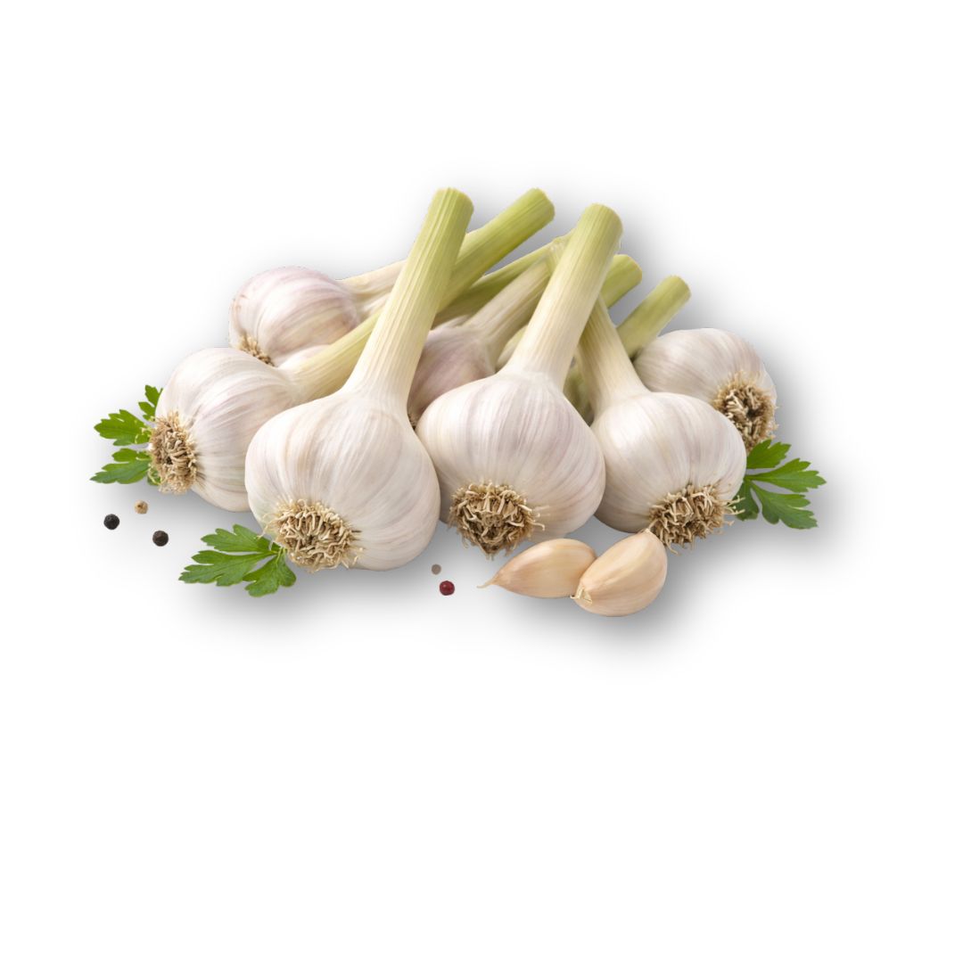 Egyptian Fresh Garlic – Aromatic & Strong Flavour