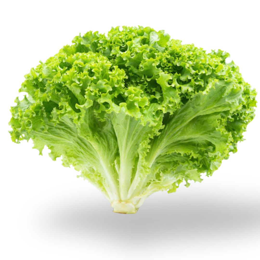 Fresh Green Leaf Lettuce – Crisp & Tender (Farm Fresh)
